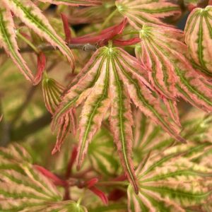 Ikandi Japanese Maple