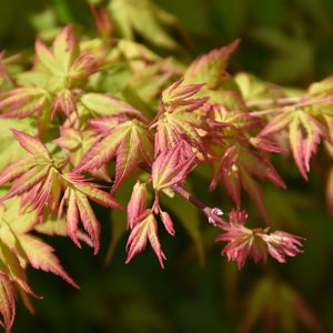 Kashima Japanese Maple