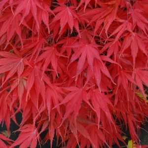 Nicholson Japanese Maple