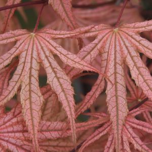 Olsen's Frosted Strawberry Japanese Maple