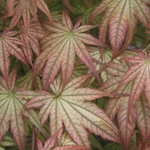 Peaches and Cream Japanese Maple