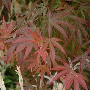 Red Pygmy Japanese Maple
