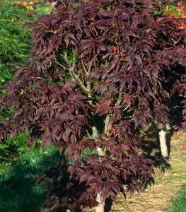 Ruby Ridge Japanese Maple