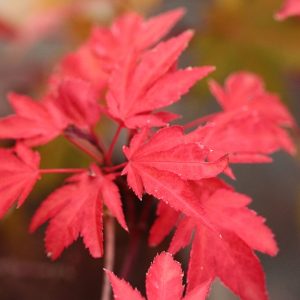 Ruslyn in the Pink Japanese Maple