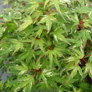 Ryugu Variegated Japanese Maple