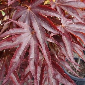 She Katy Japanese Maple