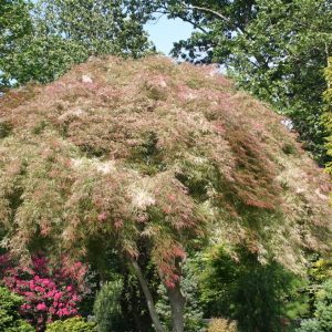 Toyama Nishiki Variegated Weeping Japanese Maple