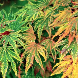 Yama Nishiki Japanese Maple