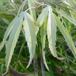 Yellow Threads Japanese Maple