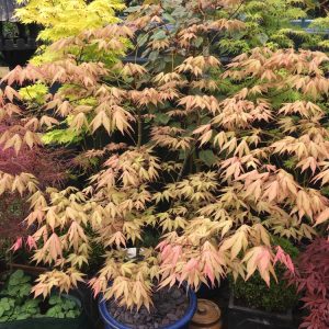 Aka shigitsatsu sawa Japanese Maple