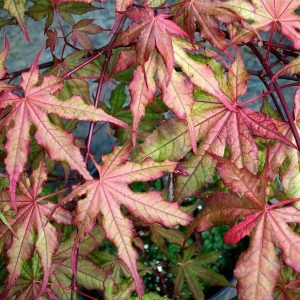 Baby Ghost Japanese Maple