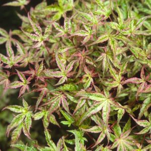 Beni Tsukasa Japanese Maple
