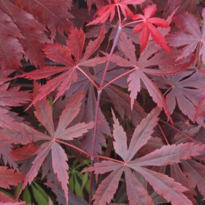 Gloria Fullmoon Maple