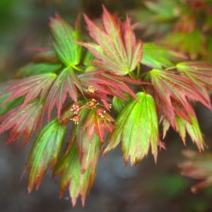 Haru Iro Fullmoon Maple