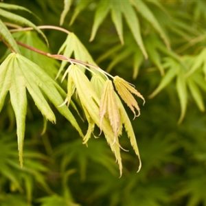 Mr. Sun Fullmoon Maple