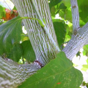 Joe Witt Manchurian Striped Bark Maple