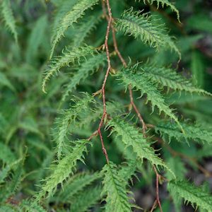 Silver Lace Japanese Hornbeam