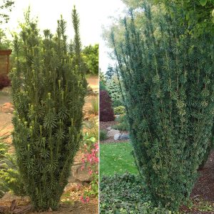 Columnar Korean Plum Yew