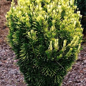 Korean Gold Plum Yew