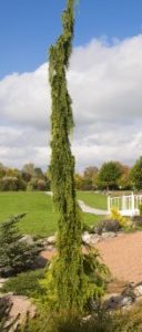 Van den Akker Weeping Alaskan Cypress