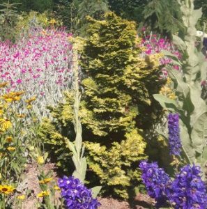 Confuscious Hinoki Cypress