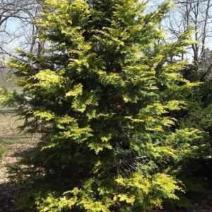 Limerick Golden Hinoki Cypress