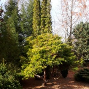 Lemon Twist Hinoki Cypress