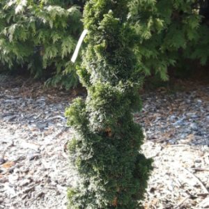 Rezek Miniature Hinoki Cypress