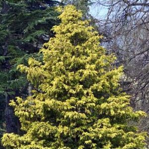 Gold Spangles False Cypress