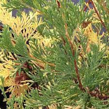 Variegated Atlantic White Cedar
