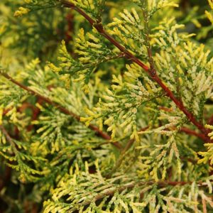 Special Variegated Hinoki Cypress