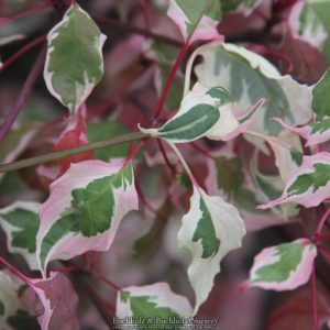 Variegated Pagoda Dogwood