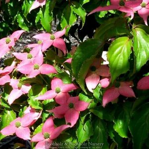 Beni Fuji Chinese Dogwood