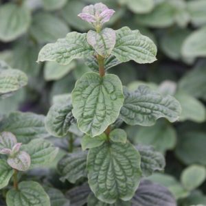 Columnar Bloodtwig Dogwood