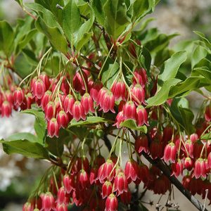 Howito Red Redvein Enkianthus