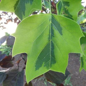 Variegated Tulip Tree