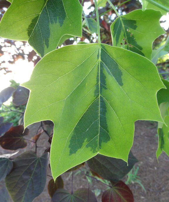 Variegated Tulip Tree
