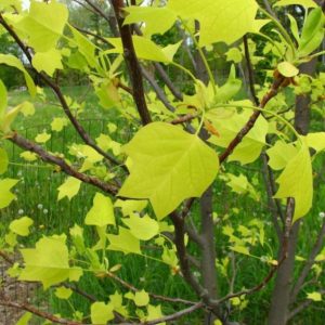 Glen's Gold Tulip Tree