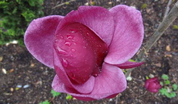 Genie Magnolia - Whistling Gardens