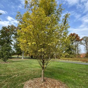 Nitschke Cream  Dawn Redwood