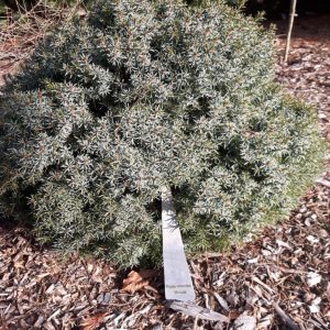 Minuta Serbian Spruce