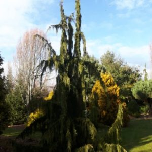 Moonshot Weeping Alaskan Cypress