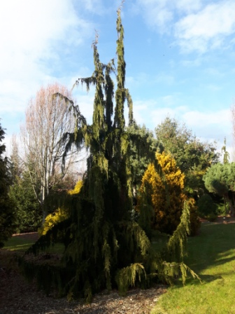 Moonshot Weeping Alaskan Cypress
