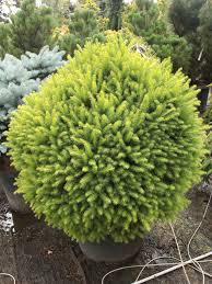 Goblin Miniature Norway Spruce