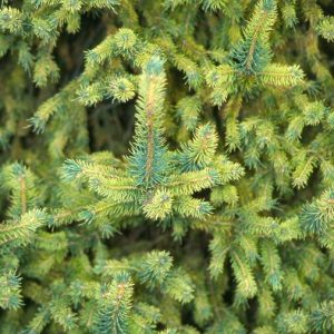 Gold Dust Norway Spruce