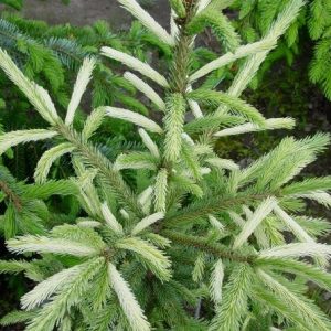Dent White Spruce
