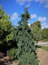 Ketch Harbour Weeping White Spruce