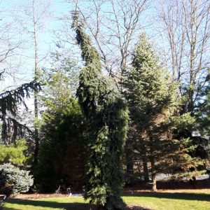 Weeping Serbian Spruce (Pendula Bruns)
