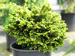 Mt. Vernon Miniature Oriental Spruce