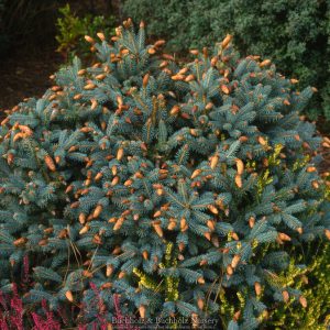 Herman Naue Colorado Spruce